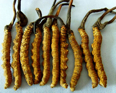 Кордицепс китайский