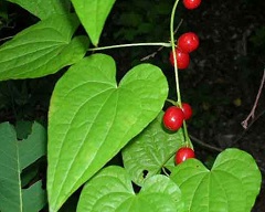 Растение - адамов корень