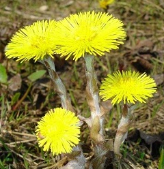 Мать-и-мачеха