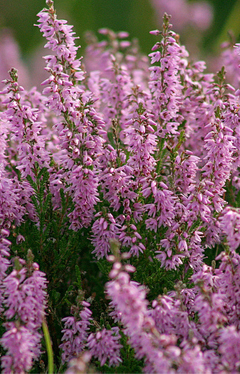 Вереск обыкновенный, используемый в народной медицине