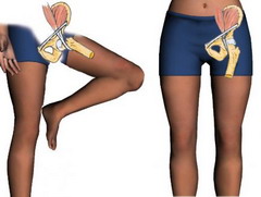 Бедренная кость