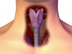 Гортань человека