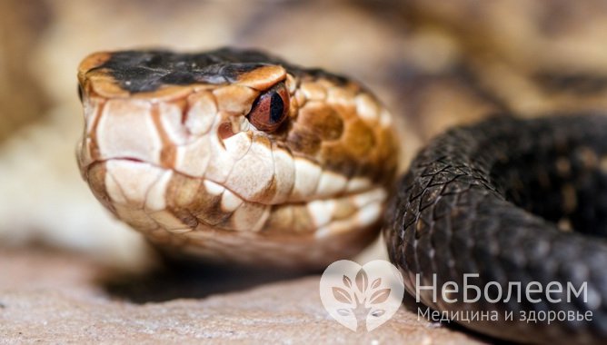 Контортростатин