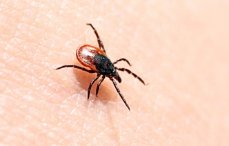 10 мифов о клещах и энцефалите