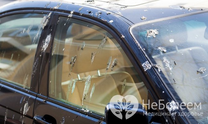 Маска из птичьего помета