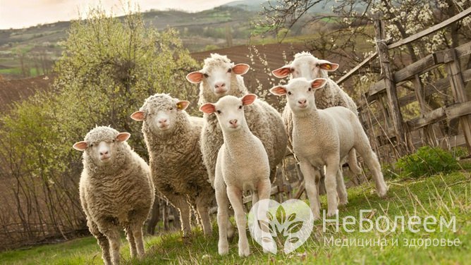 Маска для лица с плацентой овцы