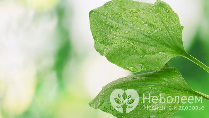 Подорожник