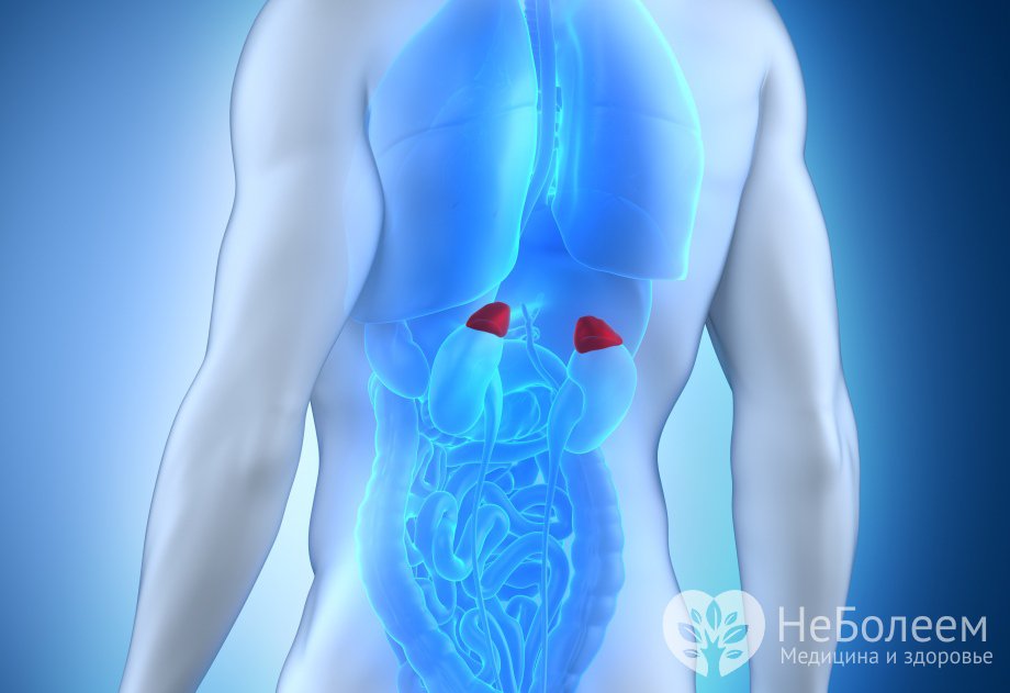 Надпочечники