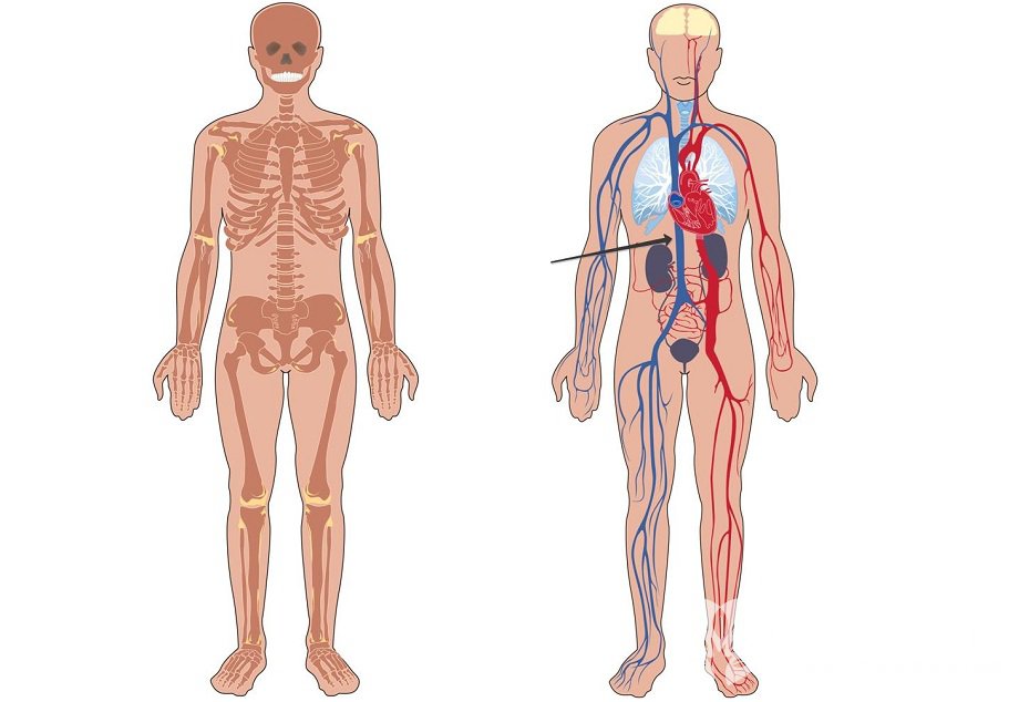 Нижняя полая вена