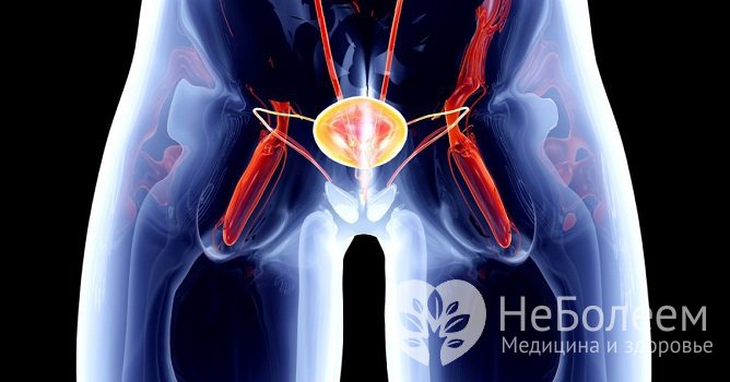 При анурии суточный диурез не превышает 50 мл