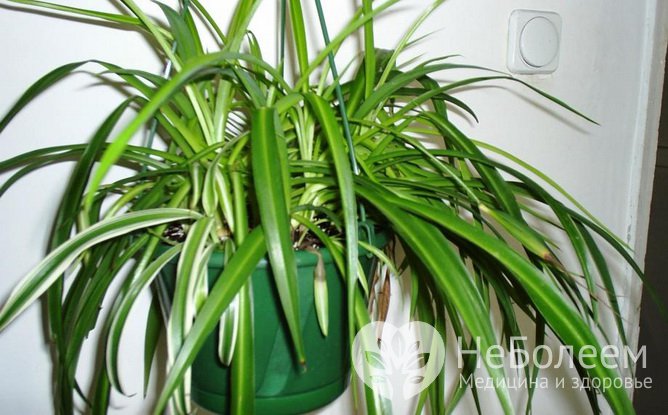  Комнатные растения, очищающие воздух в помещении: хлорофитум