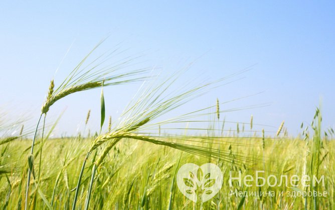 Овес – растение, проростки семян которого стоит включить в рацион 