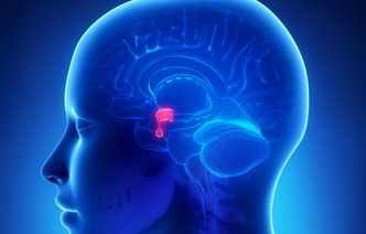 5 мифов об опухолях гипофиза