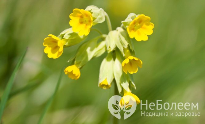 Примула-баранчик – съедобная весенняя трава