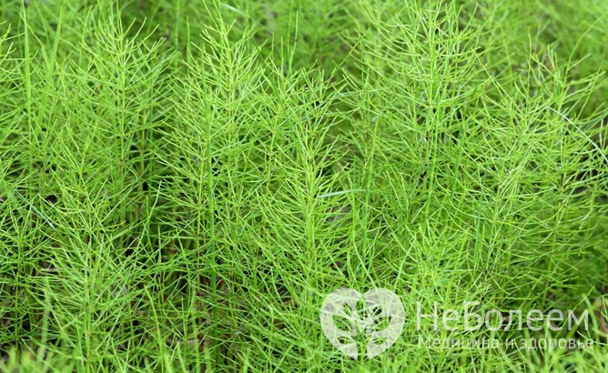 Хвощ полевой – съедобная весенняя трава